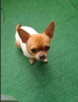 Chihuahua‘s abzugeben! Nur zu zweit - Dirlewang