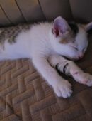 Baby Katzen in 91180