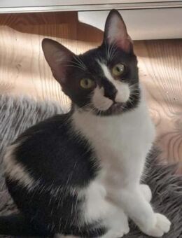 Oliver Freundlicher verspielter Kater - Unterföhring