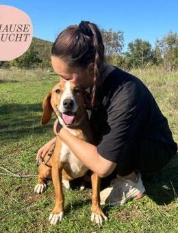 Lebensfroher DOBBY sucht seine Familie❤️ - Saarbrücken