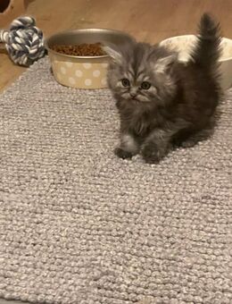 BLH Britisch Langhaar Kitten in weiss und blue - Rothenburg (Tauber)