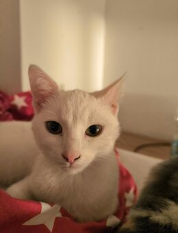2 EKH Katzen suchen ein Zuhause - Grosselfingen