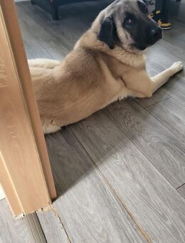 Kangal rüde - Großheide