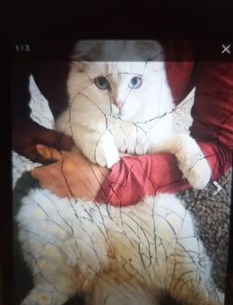 Zuckersüßer weißer BKH Kater reinrassig - Berlin Neukölln