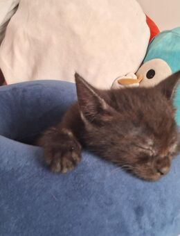 Dosenöffner gesucht ❤️ - Mönchengladbach