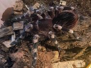 Acanthoscurria geniculata - Braunschweig