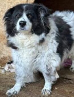 Sanfte Berlinda sucht ihr Glück - München