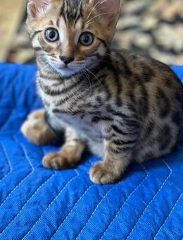 Entzückende Bengalkatzen bereit für ein neues liebevolles und fürsorgliches Zuhause - Saarbrücken