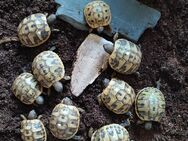 Griechische Landschildkröten Testudo Hermanni Boettgeri Nachzuchten 2024 - Menden (Sauerland)