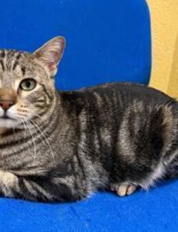 Kater Berlin, sucht Liebe und Geborgenhe - Geilenkirchen