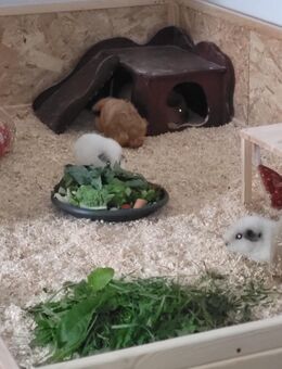 4 Meerschweinchen 3 US Teddys und 1 Rosette - Stahnsdorf