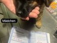 Yorkshire Terrier Welpen in 41068