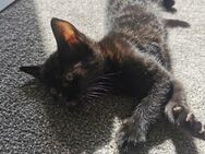 EKH - Katzen Kitten schwarz Mischlinge - Einbeck