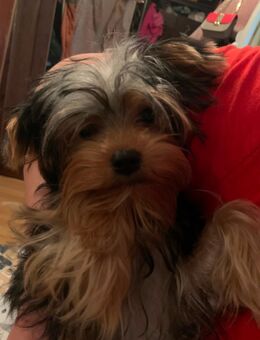 Yorkshire Terrier (männlich) - Berlin