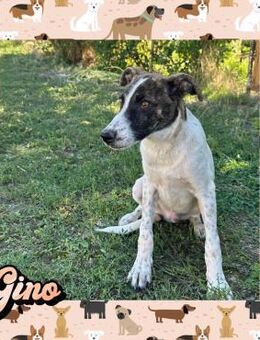 Gino sucht Napffüller - Greiz