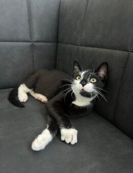 Süße Kitten sucht ein neues liebvolles Zuhause ! - Duisburg