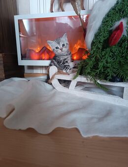 BKH in black& Silver tabby zu vergeben - Plauen Zentrum