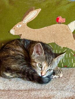 Katze / Kitten ab sofort abzugeben - Teuchern