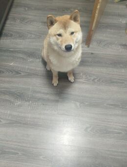 Shiba Inu 10 Monate alt Rüde - Essen