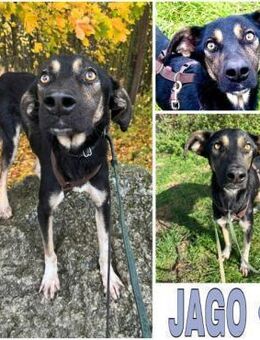 JAGO -Freundlich, aufgeschlossen &sozial - Duisburg