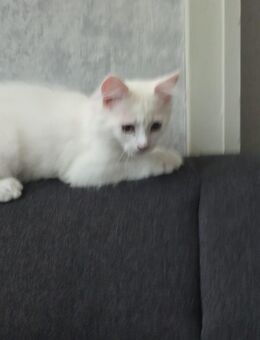 Maine Coon - Duisburg