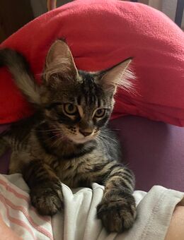 3 Maine Coon Kitten suchen ein liebevolles zuhause - Stuttgart