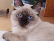 Wunderschöne Katzenlady Kira sucht Love - Bad Camberg
