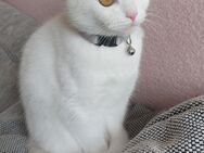 Wunderschöne weiße Katze - Dortmund