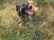 Livia; menschenbezogene Kuschelkönigin - Geilenkirchen