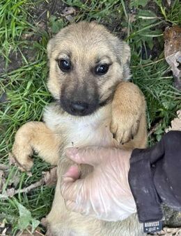 Lale- bald auf Ps in 91278 Pottenstein - Nürnberg