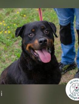 Bali: Kluger Rottimix sucht Zuhause - Kirchzell