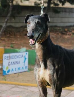 Black ein sanfter Galgo Espanol - Berlin
