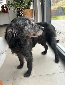 Gentleman Zeca - Eichenzell