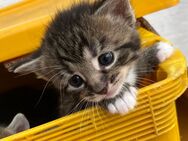 Junge Kitten Baby Kätzchen dürfen bald umziehen - Ratingen Zentrum