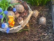 Maurische Landschildkröte aus 2024 - Mittelreidenbach