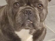 Französische bulldogge - Halberstadt