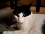2 Katzen in guten Händen abzugeben - Cloppenburg