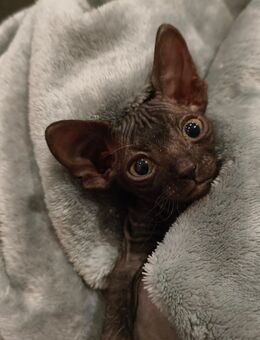 Sphynx Kitten Cleo - Fritzlar