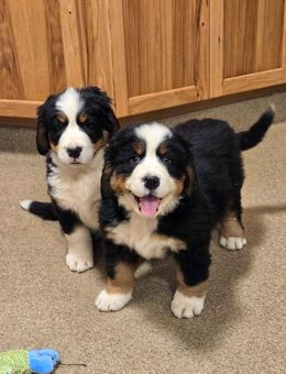 Berner Sennenhund welpen - München