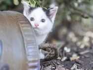 Schmusekatze sucht liebevolles Zuhause, Katzenbaby, Kitten, Kater, Babykatze, Katze - Drensteinfurt