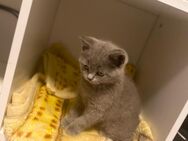 BKH Kitten grau - Herdecke