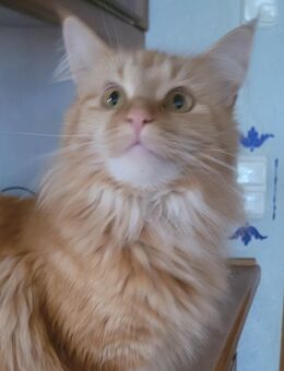Maine Coon Geschwister suchen neue Katzenversteher - Dorsten