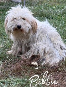 Ich heiße Bibbie ... - Frankfurt (Main)