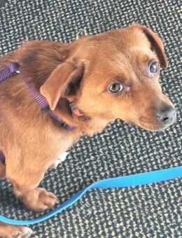 Wundervolle Leni sucht ihre Familie - Leonberg (Baden-Württemberg)