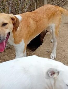 MORITZ - sehr sozial, schüchtern - Weilheim (Oberbayern)