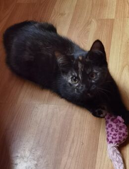 Kitten - Mönchengladbach