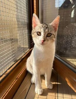 Jinx Sportliches Katzenmädel - Unterföhring