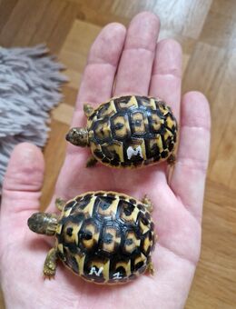 Griechische Landschildkröten - Westrasse - Thh - 2024 - Toscana - Nattheim