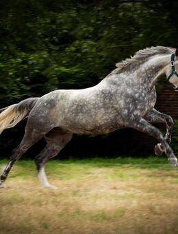 Wallach, Irish Sporthorse - Xanten