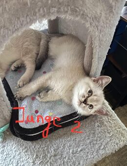 Verkaufe BKH Kitten - Jockgrim